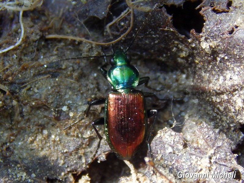Agonum sexpunctatum, Carabidae